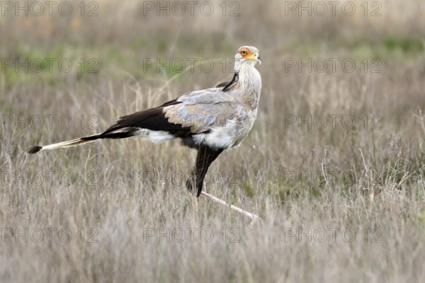 Secretary (Sagittarius serpentarius), adult, running, foraging, alert, Mountain Zebra National Park, Eastern Cape, South Africa