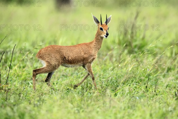 Steenbok (Raphicerus campestris), adult, male, foraging, vigilant, dwarf antelope, Kruger, Kruger National Park, South Africa