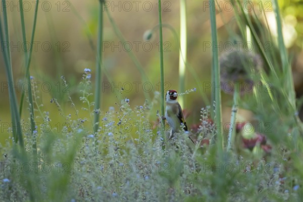 European goldfinch (Carduelis carduelis) adult bird collecting nesting material in a garden flower border, England, United Kingdom