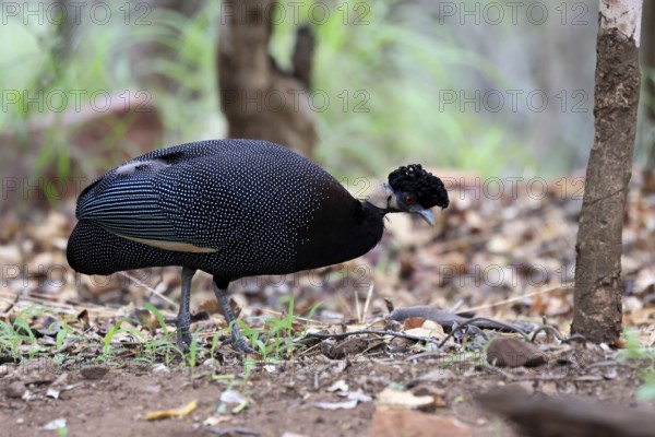 Ruffed Guinea Fowl (Guttera pucherani), adult, on the ground, alert, foraging, Kruger, Kruger National Park, South Africa