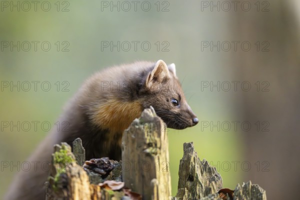 European pine marten (Martes martes) in a forest in autumn, Bavaria, Germany
