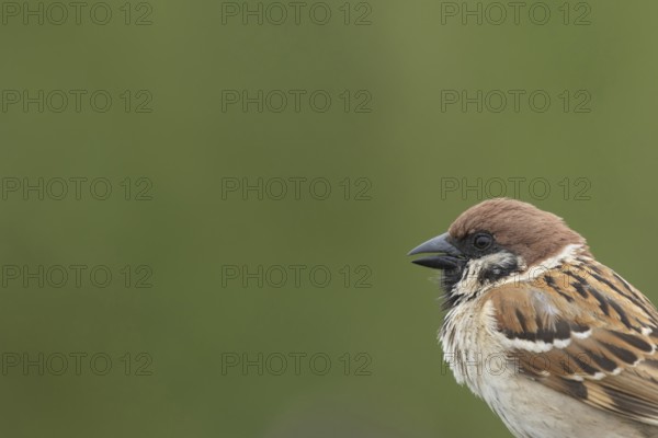 Tree sparrow (Passer montanus) adult bird singing, England, United Kingdom