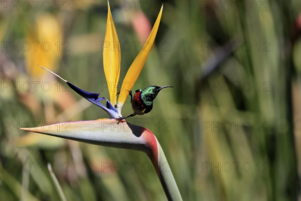 Cape Sunbird (Cinnyris chalybeus), adult, male, on flower, Strelitzia reginae, Kirstenbosch Botanical Gardens, Cape Town, South Africa