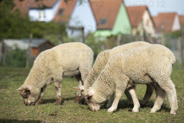 Four sheep stand together on a large meadow. On the achtergrond zijn verschillende kleurrijke huizen zichtbaar. Het is een heldere dag met een blauwe lucht