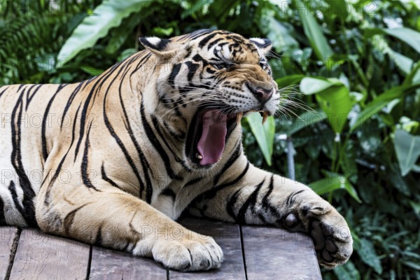 Tiger (Panthera tigris) Pattaya Thailand