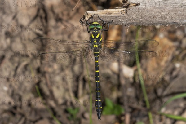 Sombre goldenring (Cordulegaster bidentatus) with transparent wings hanging from a dry branch, Baden-Württemberg, Germany