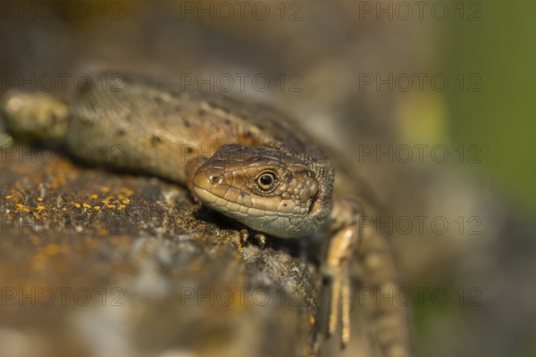 Common lizard (Zootoca vivipara) adult reptile resting on a wooden sleeper, England, United Kingdom