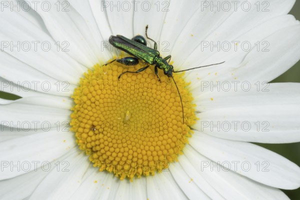 Thick-legged flower beetle (Oedemera nobilis) adult insect on an Oxeye daisy flower in summer, England, United Kingdom