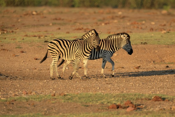 Burchell's zebra (Equus quagga burchelli), Burchell's zebra, adult, two animals, foraging, Kruger, Kruger National Park, South Africa