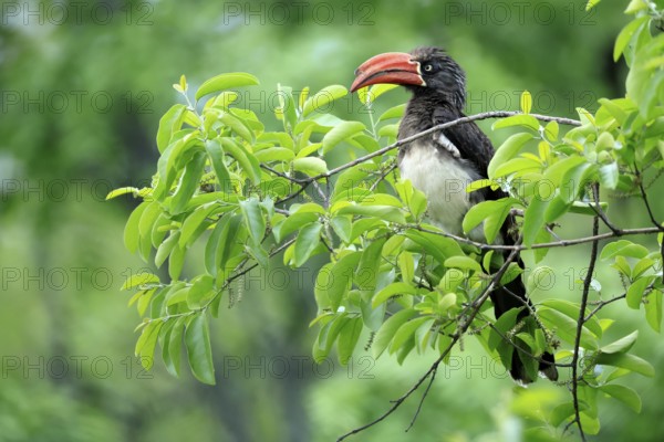 South African crowned hornbill (Lophoceros alboterminatus suahelicus), adult, on tree, alert, Kruger, Kruger National Park, South Africa