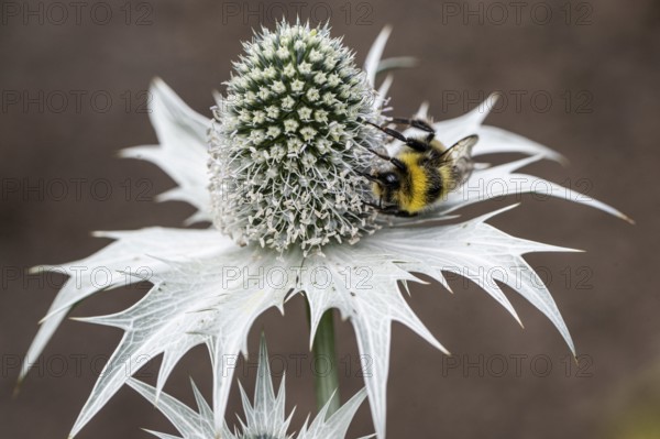 Large earth bumblebee (Bombus terrestris) on ivory manure (Eryngium giganteum), Emsland, Lower Saxony, Germany