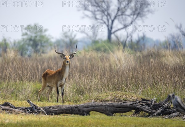 Letschwe or lychee moor antelope (Kobus leche), alert, Okavango Delta, Moremi Game Reserve, Botswana