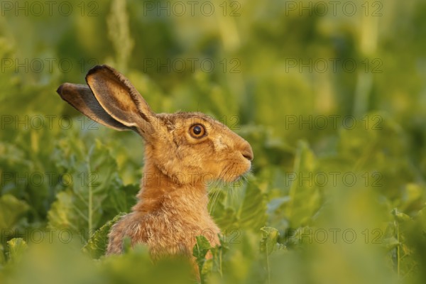 European brown hare (Lepus europaeus) adult animal in a farmland sugar beet crop in summer, England, United Kingdom