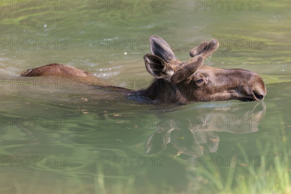 An aggressive bull moose (Alces alces) swims in a stream on a sunny day