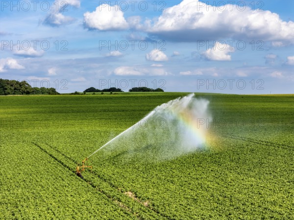 Artificial irrigation with a sprinkler system in a field where sugar beet is grown, near Rheurdt, on the Lower Rhine, Regenbogen, North Rhine-Westphalia, Germany