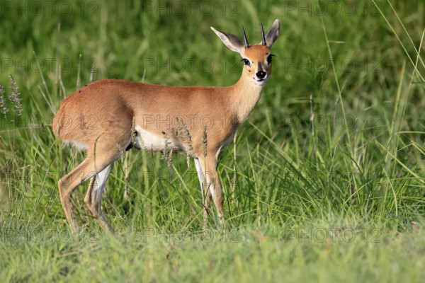 Steenbok (Raphicerus campestris), adult, male, foraging, vigilant, dwarf antelope, Kruger, Kruger National Park, South Africa