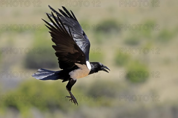 Shield raven (Corvus albus), adult, flying, calling, Mountain Zebra National Park, South Africa