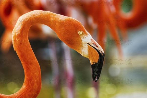 American flamingo, Phoenicopterus ruber, group of birds