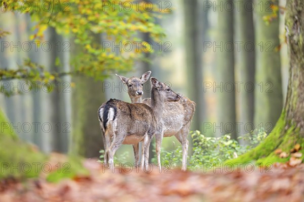 European fallow deer (dama dama) doe standing in a forest in autumn, Bavaria, Germany