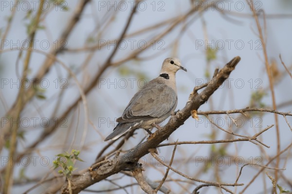 Cinereous Pigeon (Streptopelia capicola) sitting on a branch, Okavango Delta, Moremi Game Reserve, Botswana