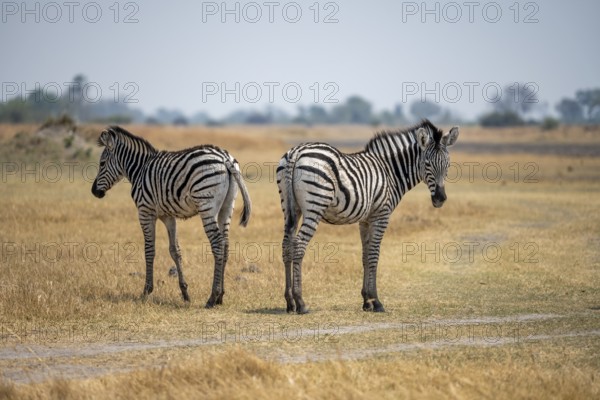 Steppe zebras (Equus quagga), two zebras in dry savannah, Okavango Delta, Moremi Game Reserve, Botswana