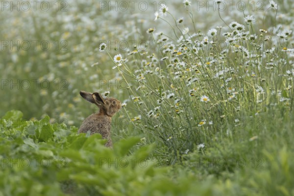 European brown hare (Lepus europaeus) adult animal on the edge of a farmland sugar beet field next to a wildflower margin with Oxeye daisy flowers, England, United Kingdom