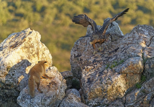 Golden eagle (Aquila chrysaetos) chases away a red fox fighting for food in the early morning light, Extremadura, Spain