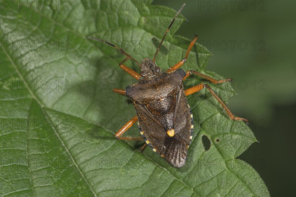 A Forest bug (Pentatoma rufipes) sitting on a nettle leaf in a natural environment, Baden-Württemberg, Germany