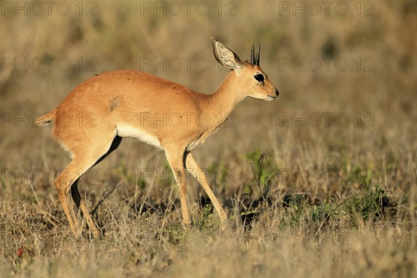 Steenbok (Raphicerus campestris), adult, male, foraging, vigilant, dwarf antelope, Kruger, Kruger National Park, South Africa