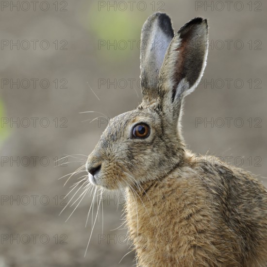 Portrait in young maize... European hare (Lepus europaeus), adult, close-up, head portrait, cropping, clear light, detailed image, typical environment, native nature, Lower Rhine, Rhineland, North Rhine-Westphalia, Germany, Western Europe