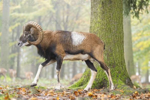European mouflon (Ovis aries musimon) ram (male) walking in a forest in autumn, Bavaria, Germany