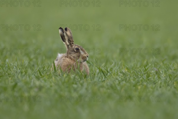 European brown hare (Lepus europaeus) adult animal feeding in a farmland cereal field in springtime, England, United Kingdom