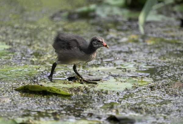 Green-footed moorhen (Gallinula chloropus), chick running over water plants, Lower Rhine, North Rhine-Westphalia, Germany