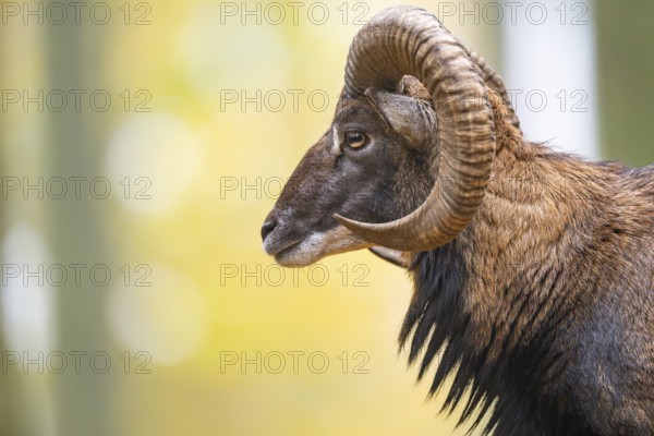 European mouflon (Ovis aries musimon) ram (male) standing in a forest in autumn, portrait, Bavaria, Germany