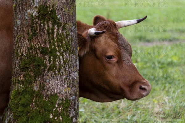 Brown cow leaning against a tree covered with moss, Zgornje Jezersko, Gorenjska, Slovenia