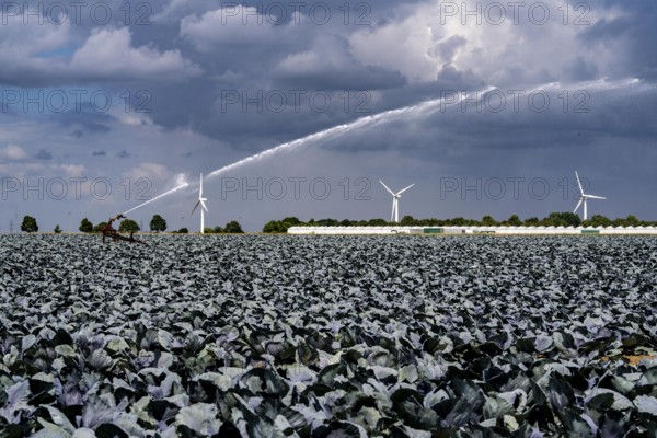 Agriculture, artificial irrigation of a field, irrigation system, cabbage cultivation, red cabbage, near Kempen on the Lower Rhine, North Rhine-Westphalia, Germany