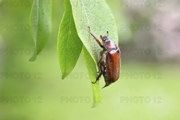 May beetle, wood cockchafer (Melolontha hippocastani), female, on leaf of a willow (Salix caprea), close-up, Wilnsdorf, North Rhine-Westphalia, Germany