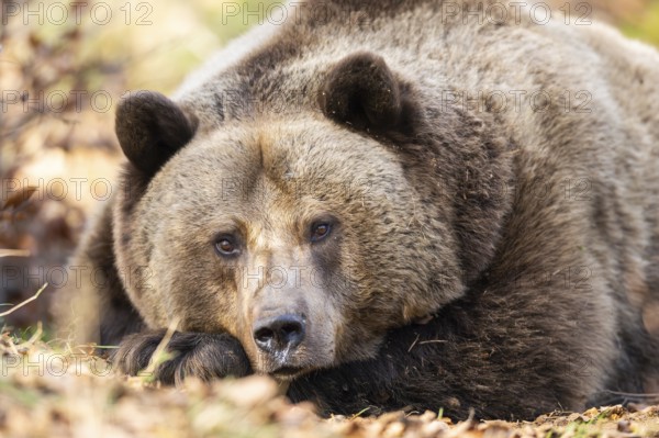 Eurasian Brown Bear (Ursus arctos arctos) lying in a forest, portrait, Bavaria, Germany
