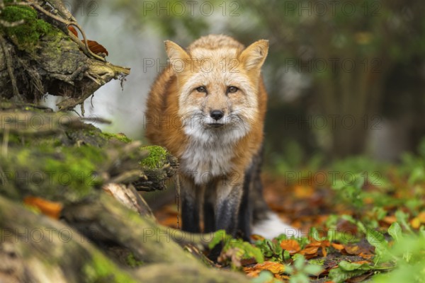 Red fox (Vulpes vulpes) staning in a forest in autumn, Bavaria, Germany