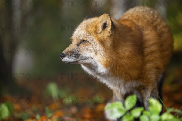 Red fox (Vulpes vulpes) standing in a forest in autumn, Bavaria, Germany