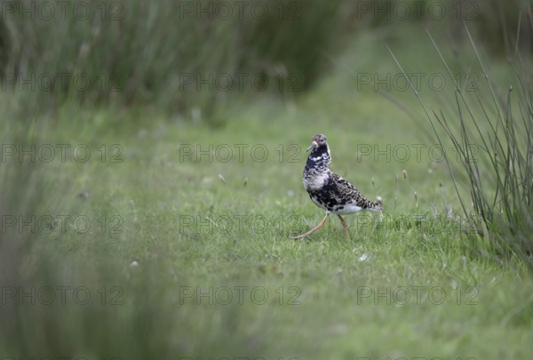 Ruff (Philomachus pugnax) in a meadow, Texel, North Holland, Netherlands