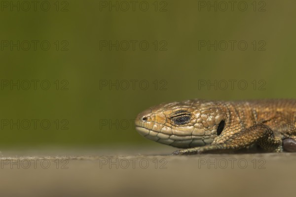 Common lizard (Zootoca vivipara) adult reptile sleeping on a wooden sleeper, England, United Kingdom