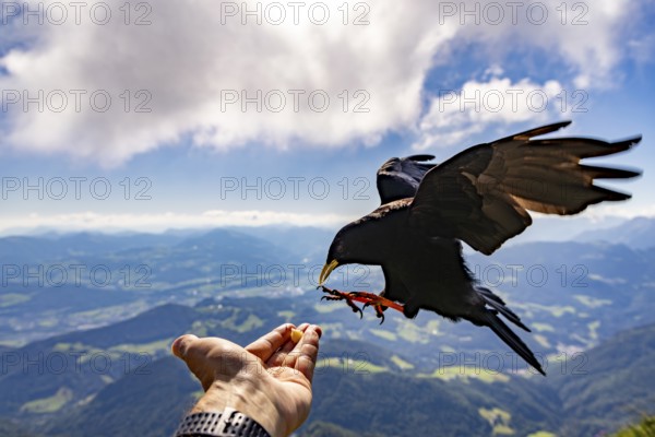 Alpine chough (Pyrrhocorax graculus) takes food from the hand of a mountaineer, Untersberg, Berchtesgadener Alpten, Berchtesgaden, Berchtesgadener Land, Upper Bavaria, Bavaria, Germany