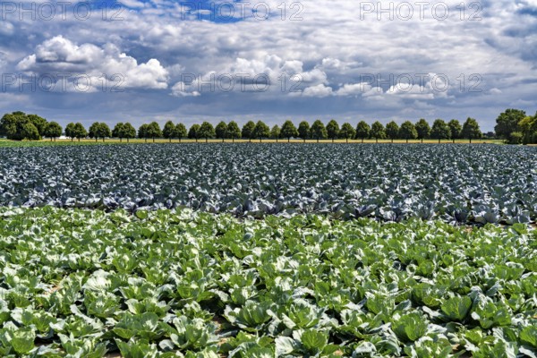 Agriculture, fields, cabbage cultivation, red cabbage and white cabbage, near Kempen on the Lower Rhine, North Rhine-Westphalia, Germany