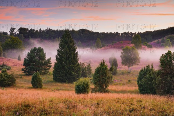Juniper trees and flowering heath at Totengrund in Lüneburg Heath nature park Park, Lower Saxony, Germany