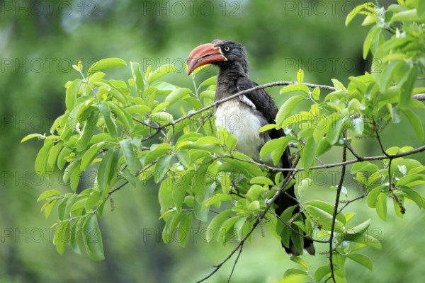 South African crowned hornbill (Lophoceros alboterminatus suahelicus), adult, on tree, alert, Kruger, Kruger National Park, South Africa