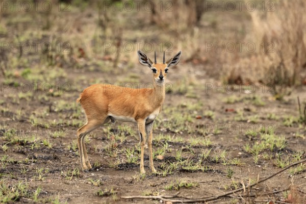 Steenbok (Raphicerus campestris), adult, male, foraging, vigilant, dwarf antelope, Kruger, Kruger National Park, South Africa