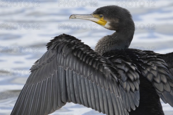 Great cormorant (Phalacrocorax carbo) adult bird drying its wings on a tree branch, Norfolk, England, United Kingdom