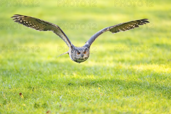 Eurasian eagle-owl (Bubo bubo) flying over a meadow, autumn, Bavaria, Germany