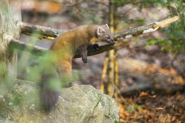 European pine marten (Martes martes) in a forest in autumn, Bavaria, Germany